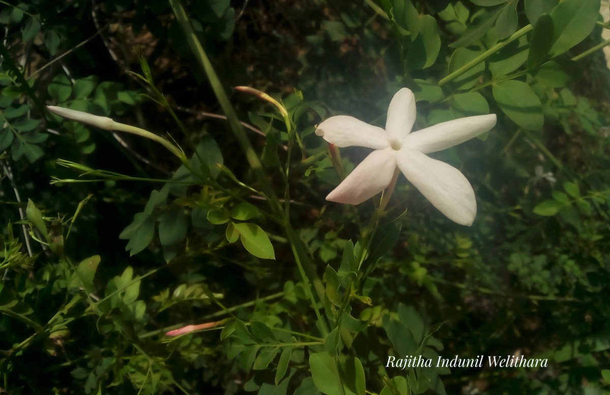 Jasminum grandiflorum L.